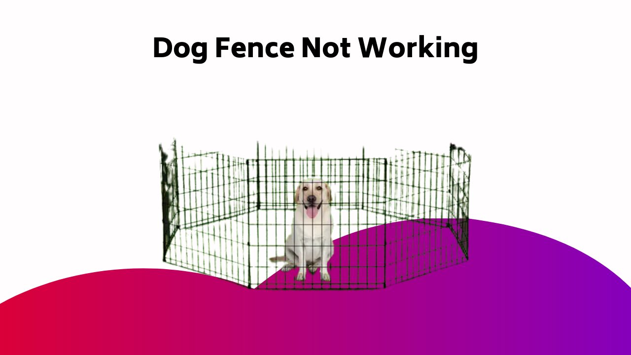Dog Fence Not Working